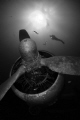 C47 